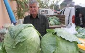 10 kiloluk lahanalara yoğun ilgi