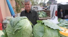 10 kiloluk lahanalara yoğun ilgi