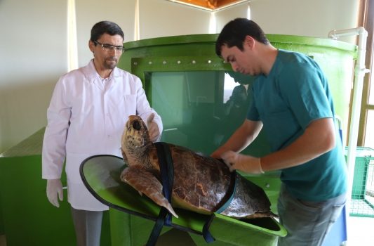 Kaplumbağalar için tam donanımlı hastane