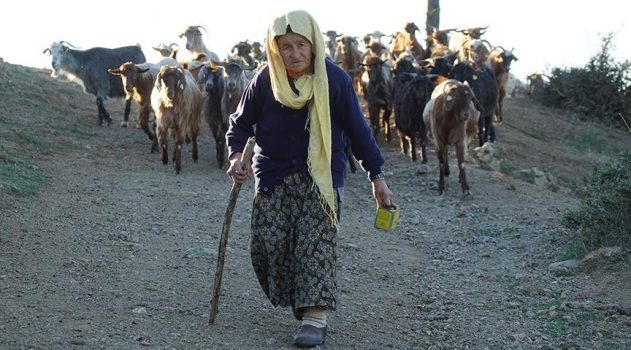 Koyun ve keçilerin peşinde 70 yıl